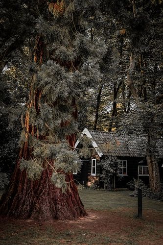 Se promener dans la forêt où l'on trouve ce type de conifères. Aux alentours de Dalfsen, Overijssel, Pays-Bas