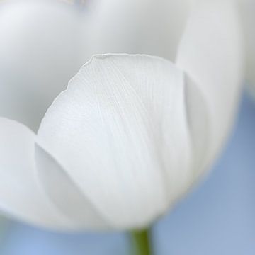 Close-up van een witte tulp van Jefra Creations