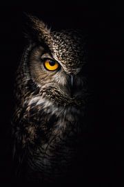 Silent Owl in Shadow