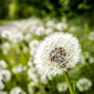 Dandelion with bokeh by Dieter Walther