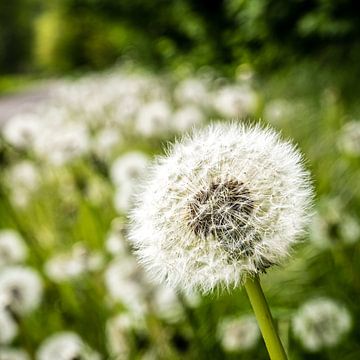 Paardenbloem met bokeh van Dieter Walther