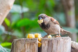 Ich bin hier, um etwas zu essen von didier de borle