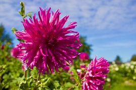 Wunderschöne Blumen in der Sonne von Gregor Abbas