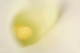 Close-up of a white Calla lily by Ronald Pol