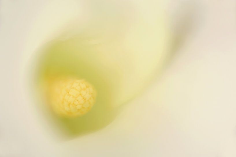 Nahaufnahme einer weißen Calla von Ronald Pol