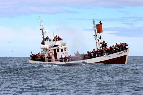 Húsavík: Ein Wal neben dem Boot