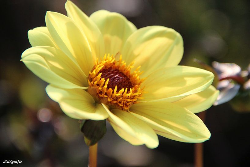 Flower by Brigitte Kielenstijn