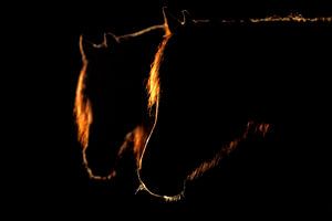 Friese Paarden in zonlicht sur Wybrich Warns