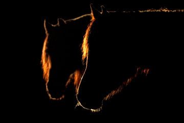 Friese Paarden in zonlicht van Wybrich Warns