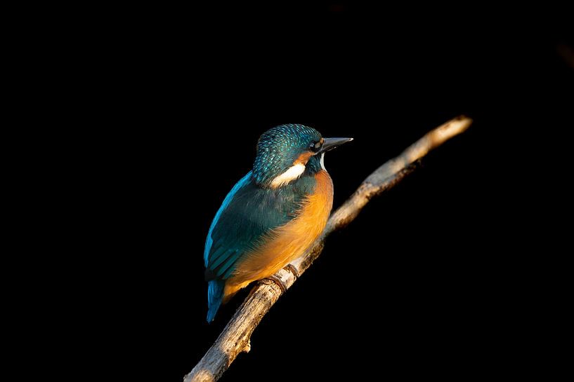 Kingfisher by Wouter Van der Zwan