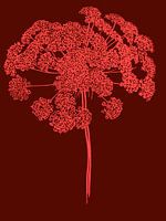 Berce du Caucase | Illustration | Plante | Rose