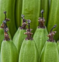 Hortus botanicus