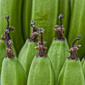 Hortus botanicus van Susanne Stoop