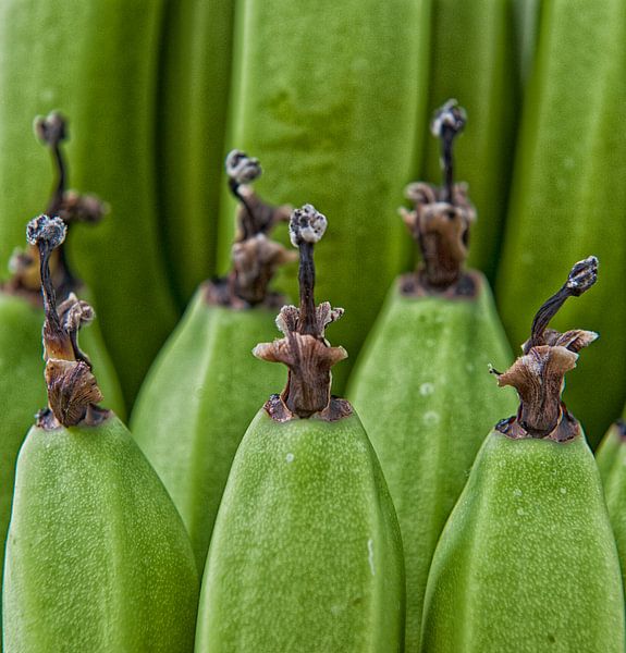 Hortus botanicus par Susanne Stoop