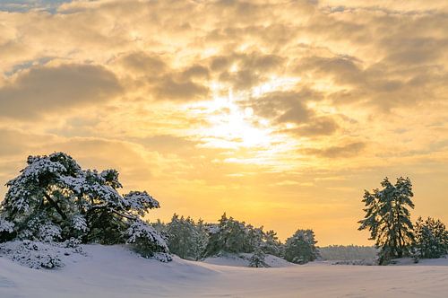 Winterlandschap met sneeuw in op de Veluwe