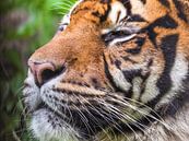 Sumatra Tiger : Blijdorp Zoo von Loek Lobel Miniaturansicht