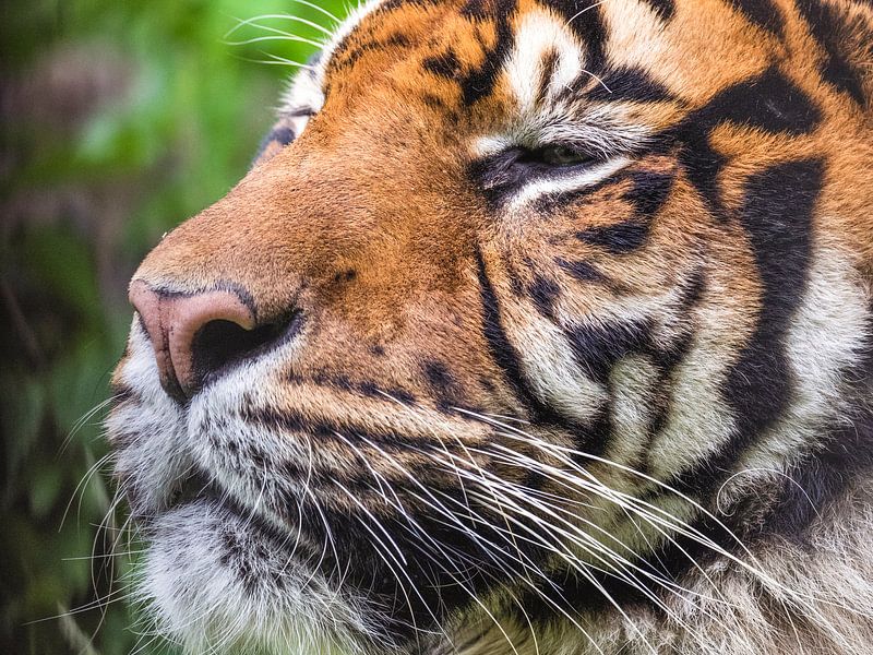 Sumatra Tiger : Blijdorp Zoo von Loek Lobel