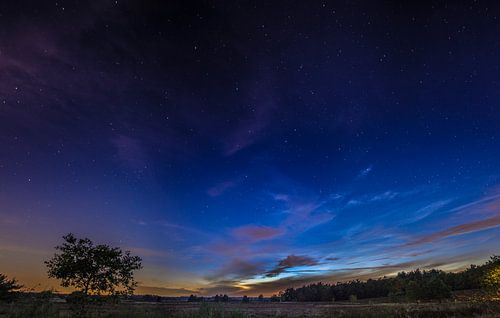 Sterren op de veluwe RawBird Photo's Wouter Putter