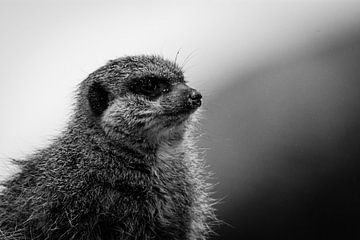 meerkat manor  van claes touber