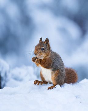 Squirrel in the snow. by Jeffery Cassiers