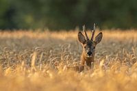 Ree in korenveld 3