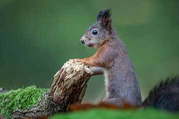Squirrel by Linda Raaphorst