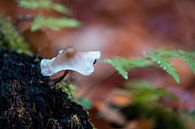 Pilz auf Totholz von Sebastian Petersen Miniaturansicht