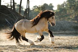 Daragh von Merel Bormans