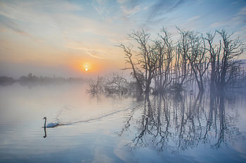 Sonnenaufgang, Sonnenaufgang, Schwan