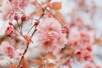 Roze bloesem - botanische fotografie