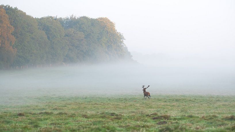red deer by Andy van der Steen - Fotografie