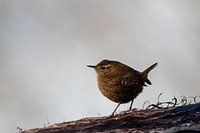 Bird on a tree stump at sunset
