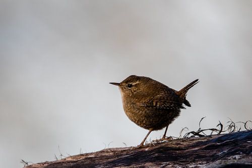 Oiseau sur une souche d'arbre au coucher du soleil