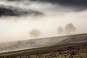 Nebel um den Gulperberg