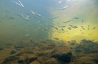 Different species of fish in schools in a fish ladder by Arthur de Bruin thumbnail