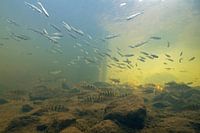Different species of fish in schools in a fish ladder