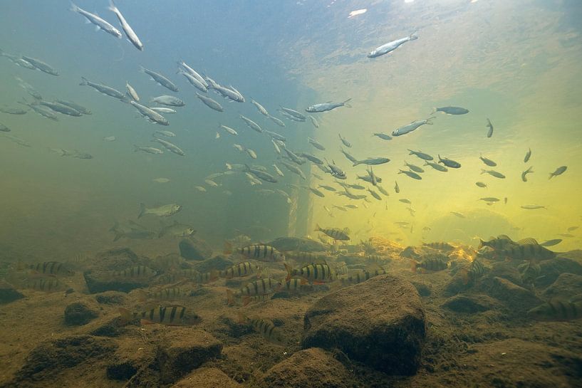 Different species of fish in schools in a fish ladder by Arthur de Bruin