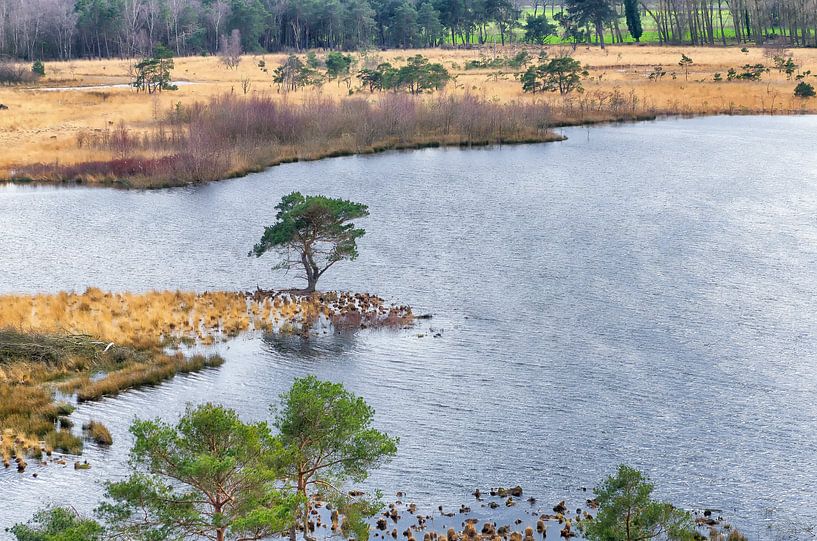 Natur in den Niederlanden von Mark Bolijn