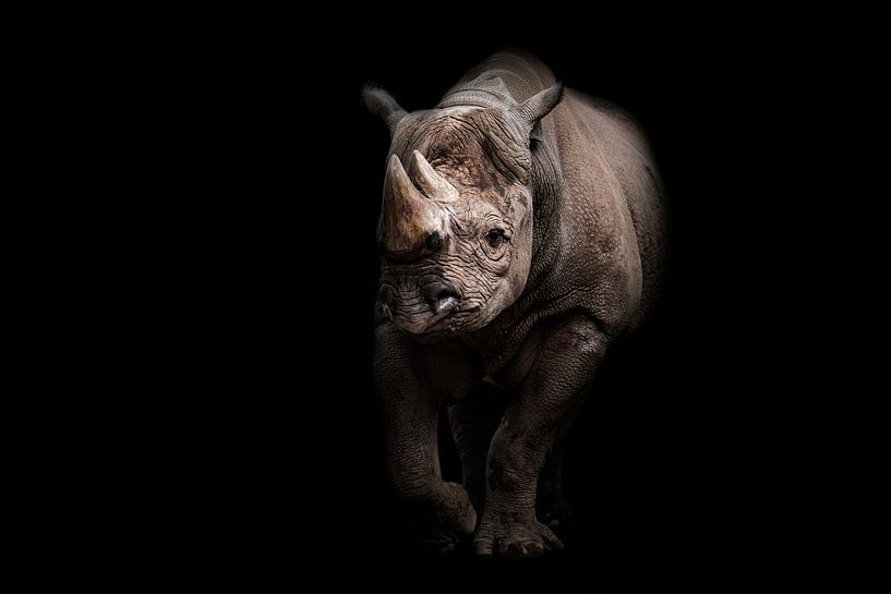 Neushoorn van Design Wall Arts