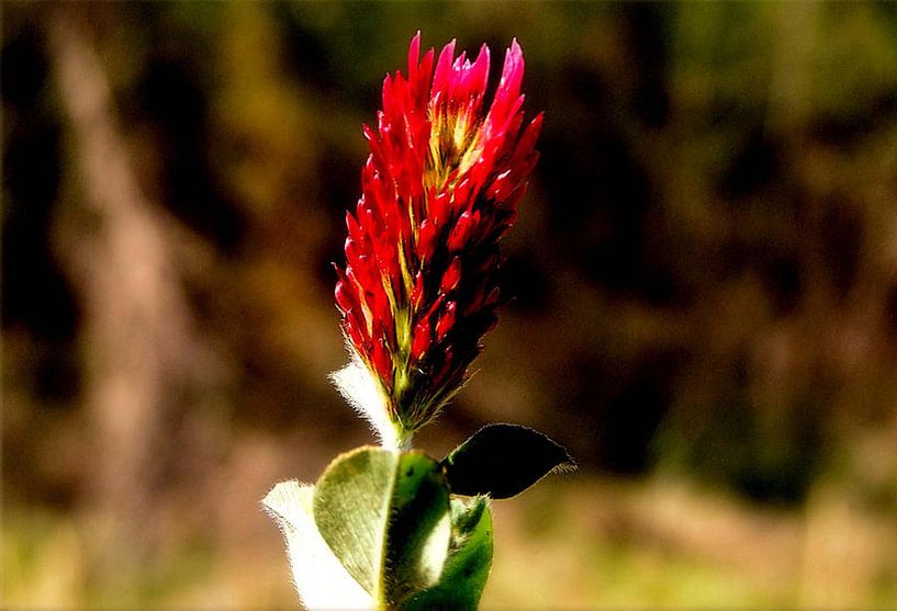 Peinturon indien par erikaktus gurun