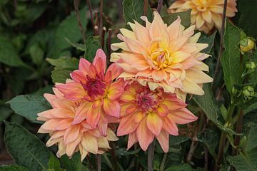 Zachtroze Dahlia's
