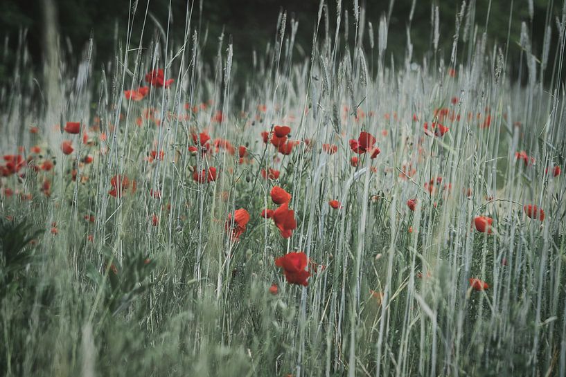 Red poppy field by Martin Köbsch