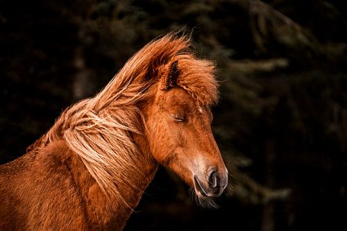 Paard in Stil Portret Vurige Rust