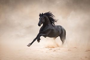 Cheval frisé au galop | finearts | photographie de cheval