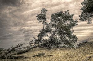 Baum auf Düne