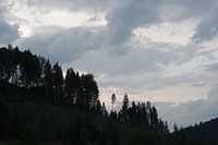 Black forest at sunset