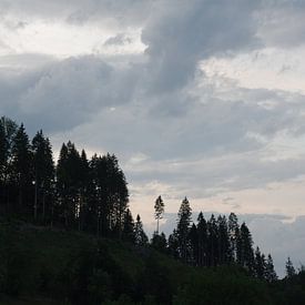 Forêt Noire au coucher du soleil sur Alexander Vlemminx