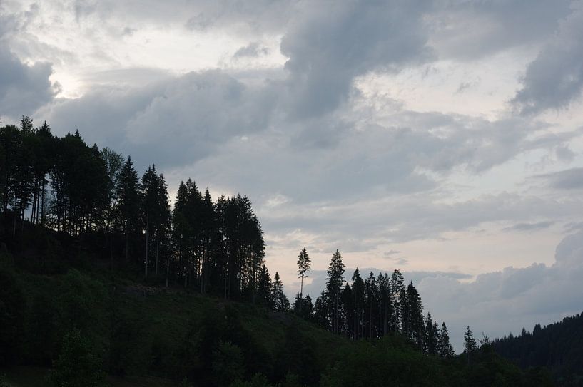 Black forest at sunset by Alexander Vlemminx