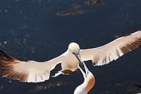 Jan van Gent bij thuiskomst