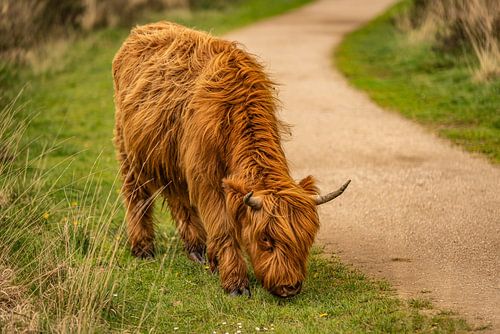 Scottish Highlander